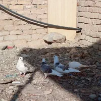 ی جفت جوجه شازده هما کاکلی