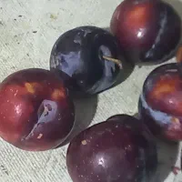 سارزه