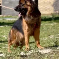 واگذاری سگ ژرمن شپر ۲۰ تومن