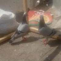 مینا سبز