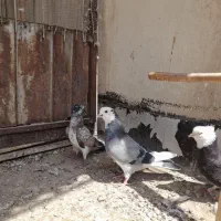 کفتر.کفتر تهرانی.کبوتر.کفتر گرفتنی.کفتر
