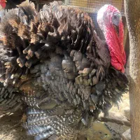 دوتا بوقلمون نر یکساله درشت ارگانیک