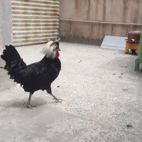 خروس لهستانی