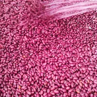 لوبیا قرمز صادراتی