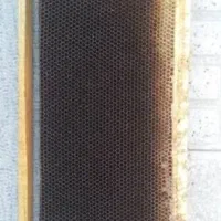 فروش پوکه سیاه رنگ مقاوم زنبور