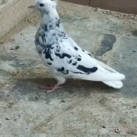 جوجه دم سفید
