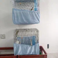 سهره طلایی و سهره اهوازی