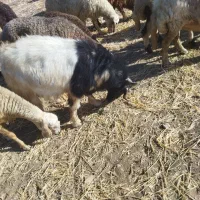 فروش چپش