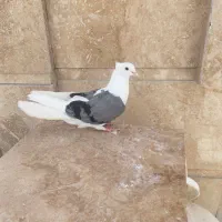 کفتر یا کبوتر