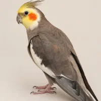 عروس هلندی گمشده،دریافت مژدگانی