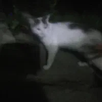 گربه dsh