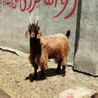 بزغاله جلوکش شرطی