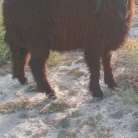 بره ماده