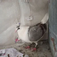 کفتر|پرنده|قم, انسجام|دیوار