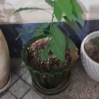 نهال آواکادو