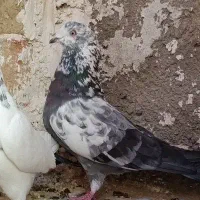 نر سوسکی