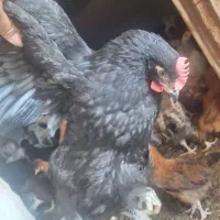 نیمچه 4 ماهه