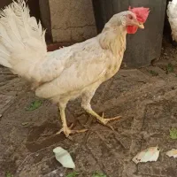 مرغ تخم گذار