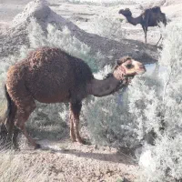 بچه شتر نر یکساله