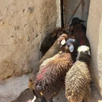 بره نره درجه یک