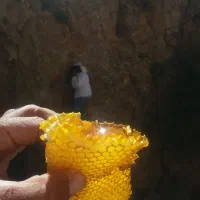 عسل وحشی|خوردنی و آشامیدنی|سردرود, |دیوار