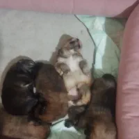 جفت پامرانین