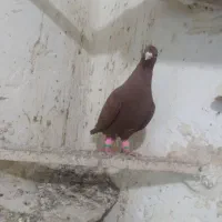 سرخ زرد