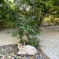 واگذاری بچه گربه های ۳ ماهه