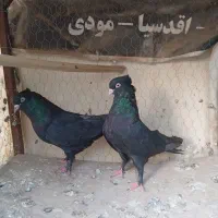موکت..گوک کلایی