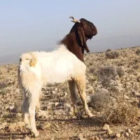 کهره نر بذری