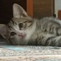 واگذاری ۵ بچه گربه به همراه مادرشون