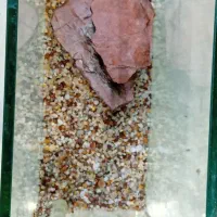 آکواریوم ماهی گوپی مولده وبچه