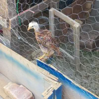 جوجه لاری اصل