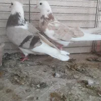 نرو ماده پرشی کاشان
