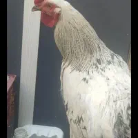 دوعددخروس جوان 7ماهه
