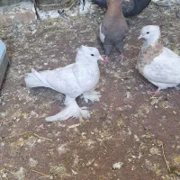 کبوتر فروشی