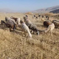 گوسفند فروشی