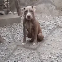 سگ پیتبول