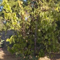 باغبانی.کشاورزی .طراحی اجرا و نگهداری فضای سبز .