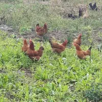 تخم مرغ محلی با تخفیف
