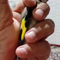 سهره|پرنده|بروجرد, |دیوار