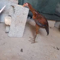 ۲ عدد جوجه خروس لاری اصیل