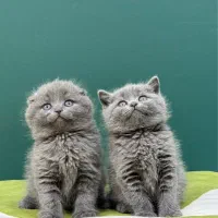 گربه اسکاتیش بیریتیش بلو و لیلاک