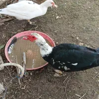 اردک اسراییلی یا همان مسکویی