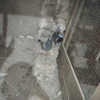 2 عدد کفتر سبز شهپر و چولک شهپر