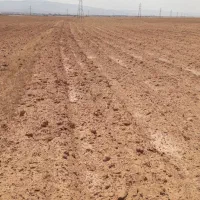 اجاره زمین کشاورزی جهت کشت گندم حدود۱۸هکتار.