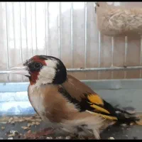 سره نر مست سهره مناسب جفت با قناری