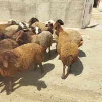 26عددمیش درجه یک جوان بایک قوچ