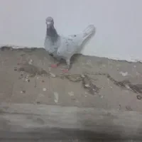 کبوتر.سارکاکلی.ماده