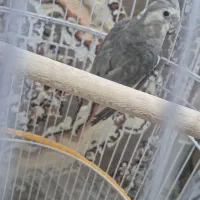 عروس هلندی نر